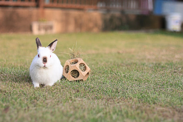 Hopping into Rabbit Awareness Week, with Package Pets