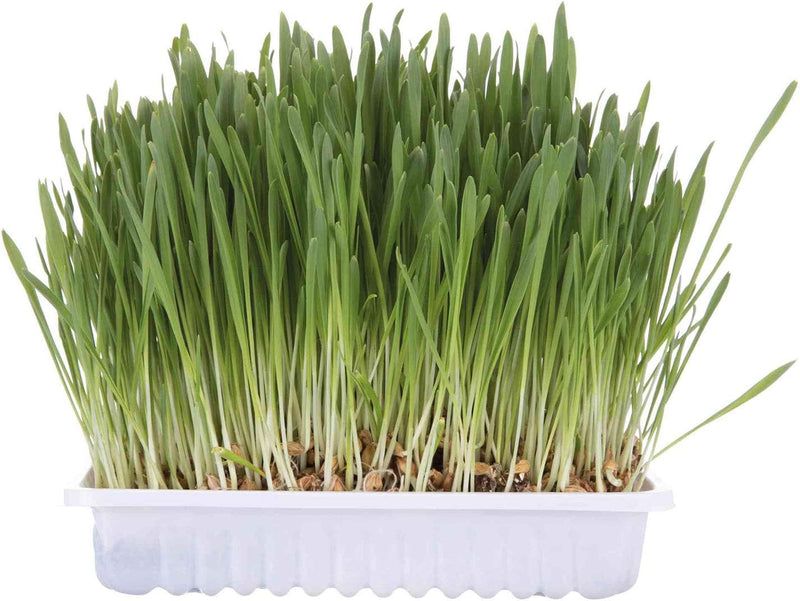 Trixie Cat Grass Seed Refill 100g