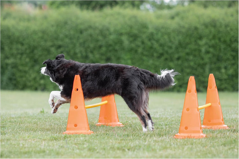 Trixie Dog Agility Obstacle Course