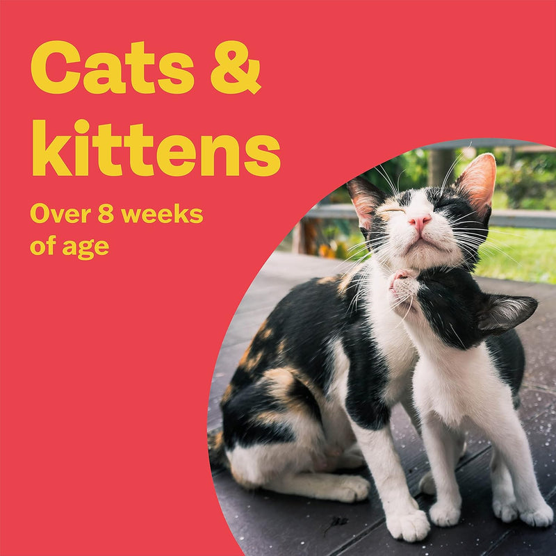 Bob Martin Clear Spot On Flea Treatment for Cats & Kittens
