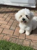 Bugalugs Maxi White Dog Shampoo