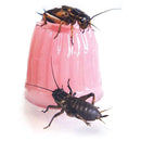 Komodo Calcium Jelly 8 Pack