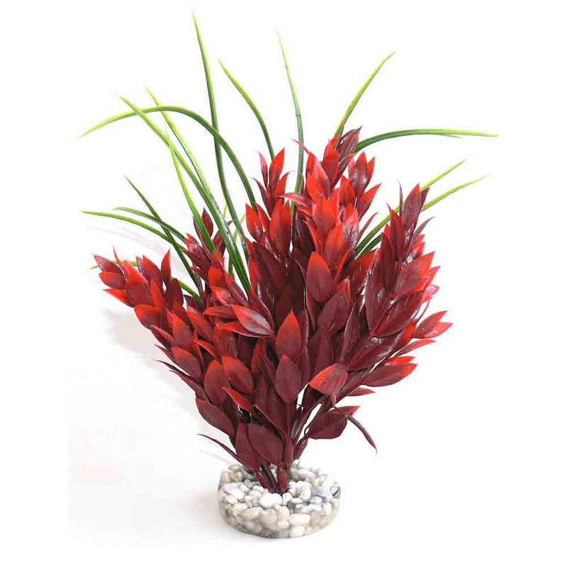 Sydeco Red Ruscus Large Plant