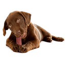 Yakers Strawberry Dog Chew Medium