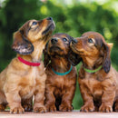 Trixie Puppy Collar Pack - 6 Collars Various Colours - M/L 22-35cm