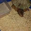 Rosewood Boredom Breaker Edible Play Shack