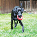 Kong Ring Dog Toy