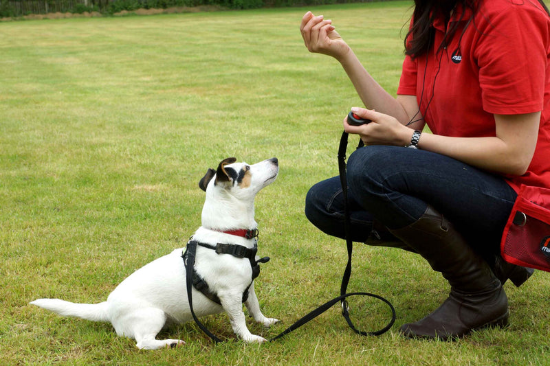 Mikki Clikka Dog Training Aid