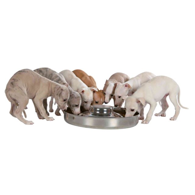 Trixie Stainless Steel Puppy Feeding Bowl