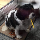 Good Boy Munchy Natural Rolls