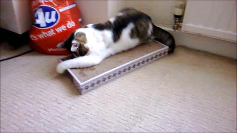 Happy Pet Cardboard Cat Scratch Mat-Package Pets
