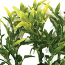 Komodo Croton Plant-Package Pets