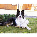 Rosewood Pippa Party Bear Dog Toy