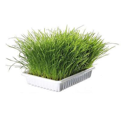 Trixie Cat Grass Including Tray-Package Pets